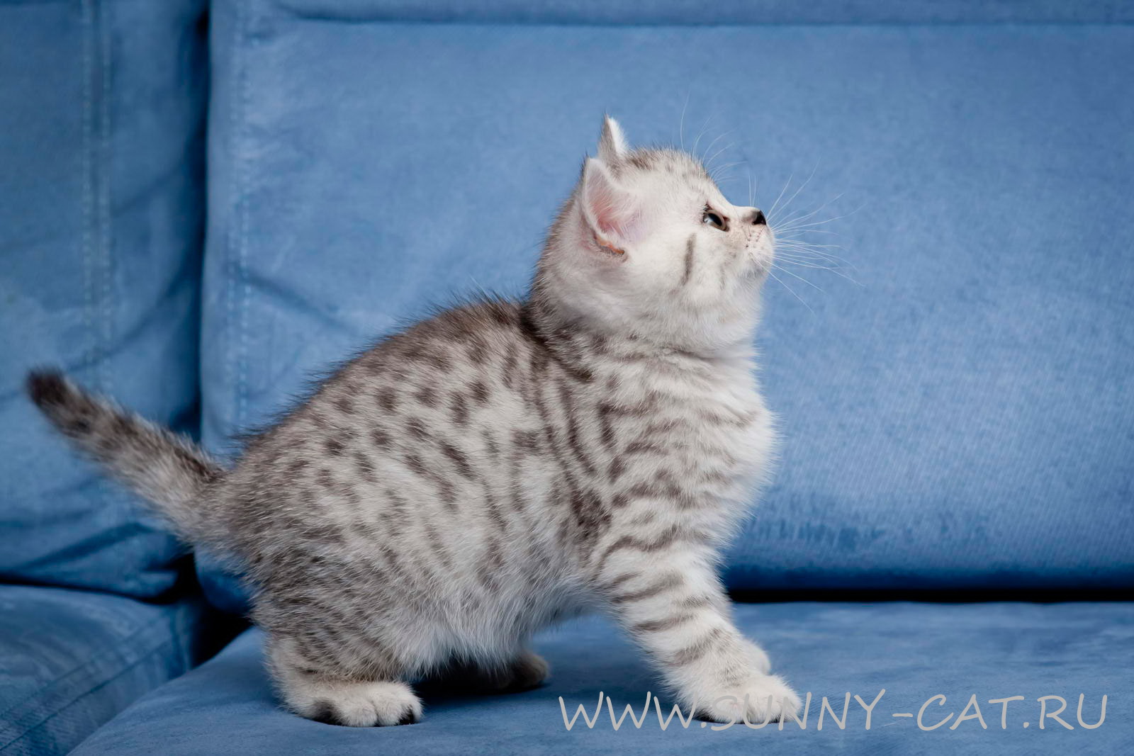 Порода кошек вискас. Британская короткошерстная серебристый табби. Британская короткошёрстная кошка вискас. Серебристый пятнистый табби. Британские котята табби вискас.
