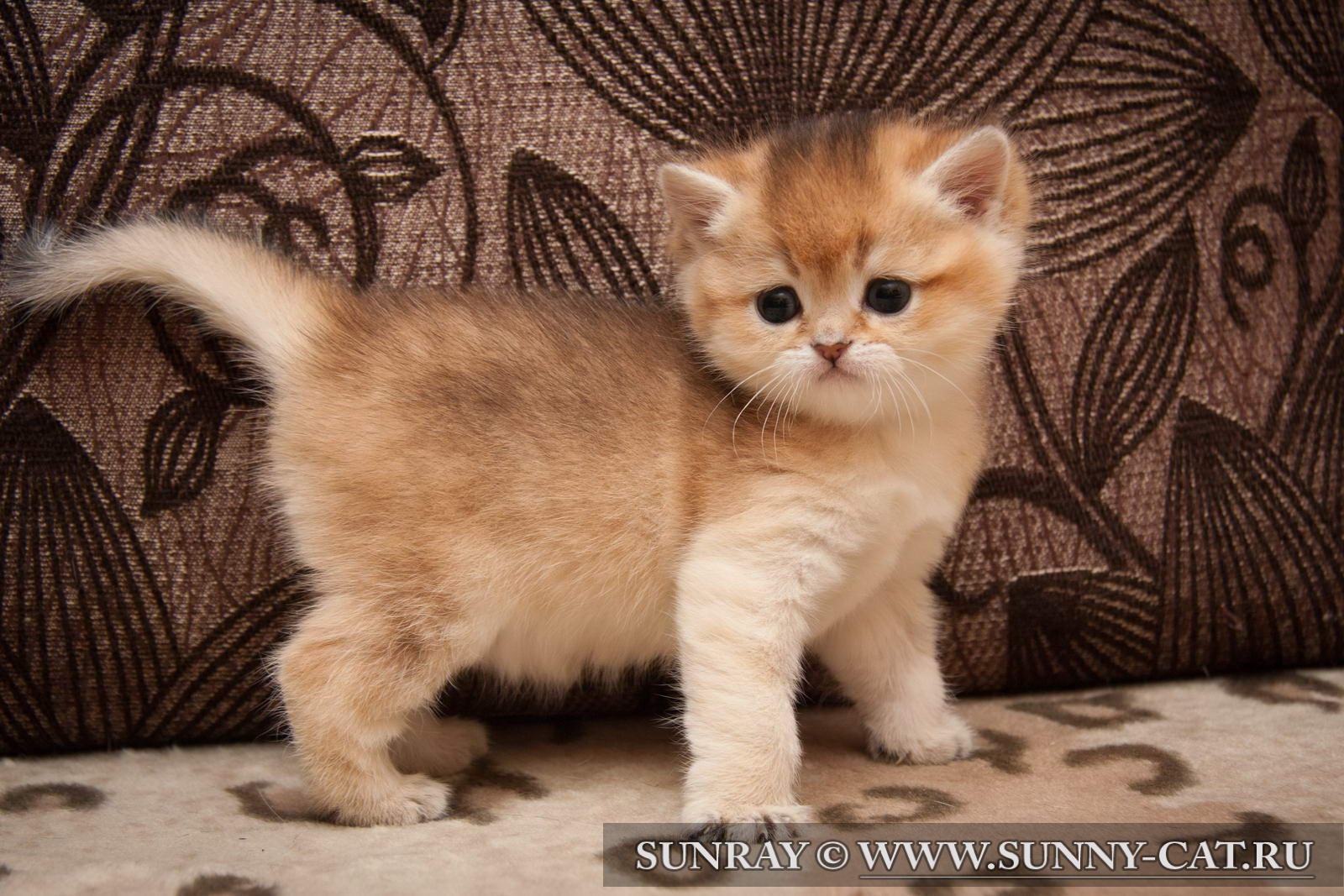 Британская Золотая Кошка Фото Британская Золотая Кошка Фото