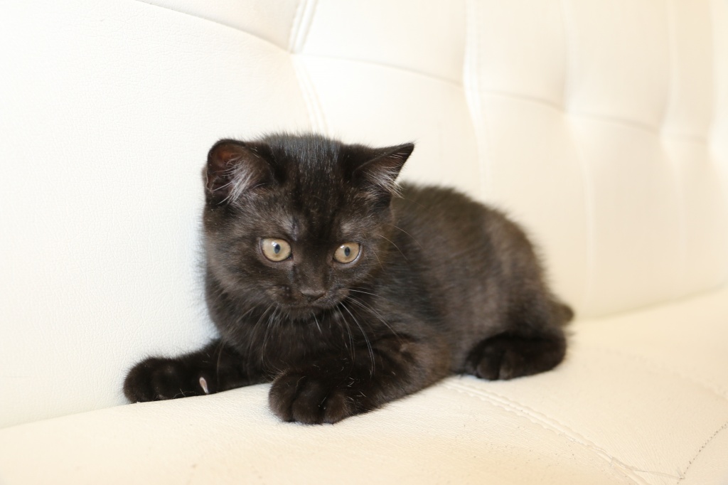 Итпен секс видео