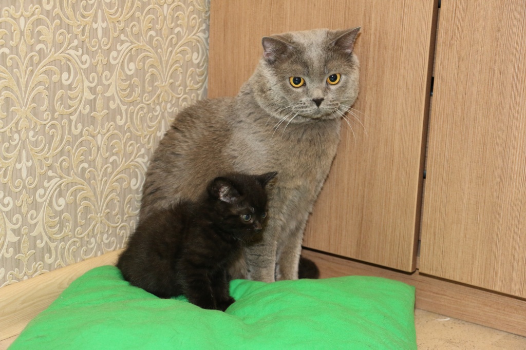 Британская Кошка Котенок Фото