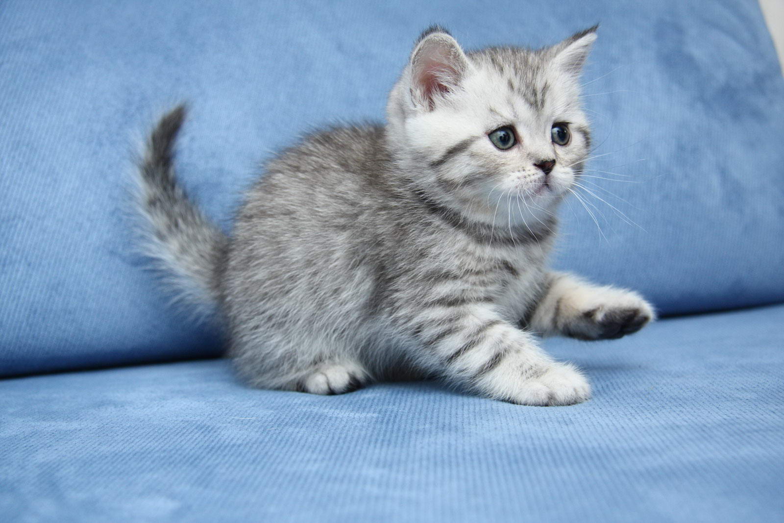 бенгальская кошка 1 месяц