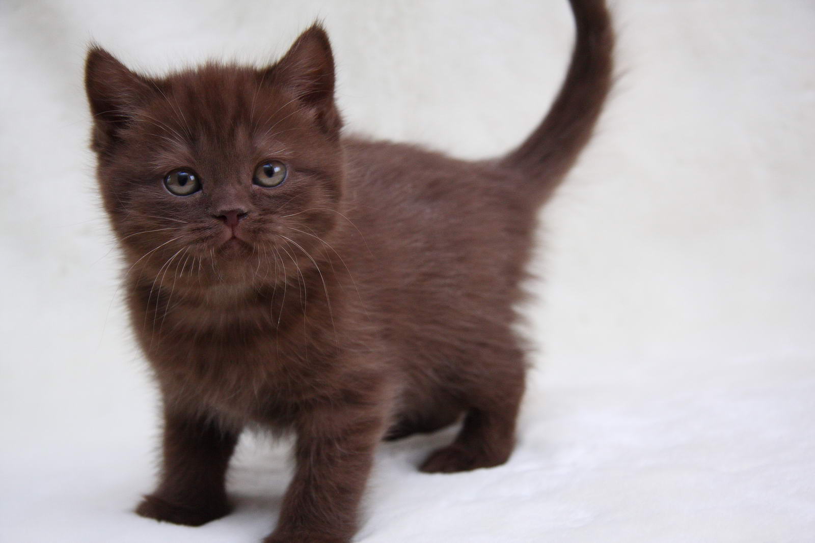 Шоколадная окраска кошек. Британская кошка циннамон. Циннамон шоколад британец. Британская короткошёрстная кошка циннамон. Шоколадный британец котенок.