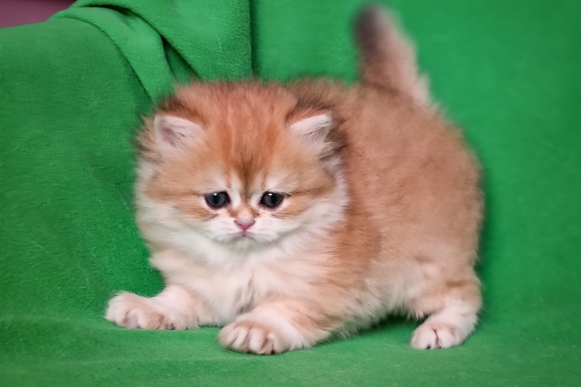 Благородные имена и клички для наглых шотландских