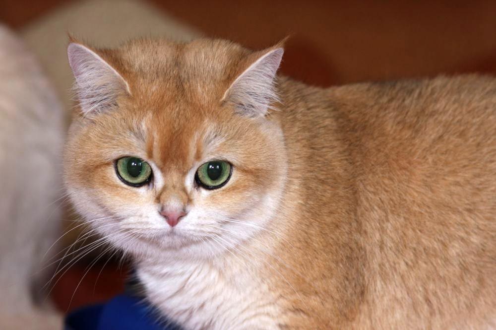 Kitten girl british shorthair black golden shell Pelagea. - Photo of cats  #26376_en - SunRay