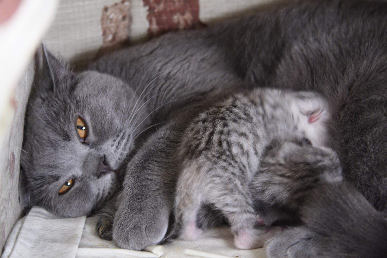 Кошка и котята после родов. Кот серый. Новорожденные британские котята. Британские котята с мамой. Кошка с родившимися котятами.