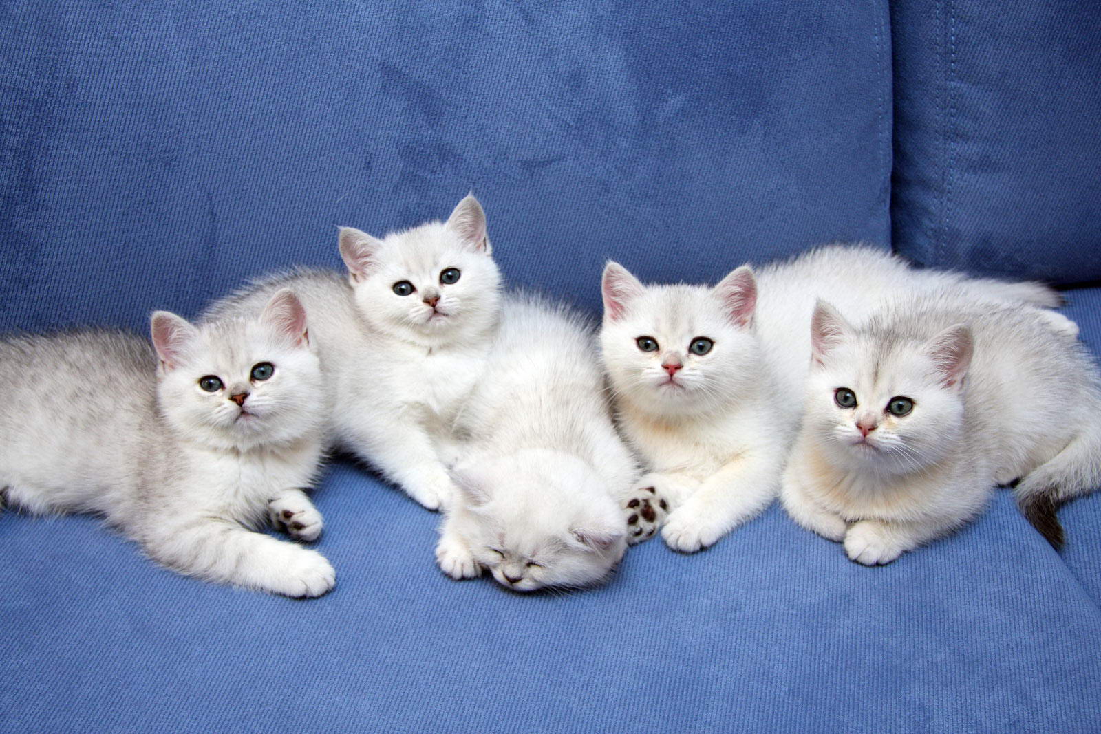 Фото Кошек И Котят Разных Пород Красивые