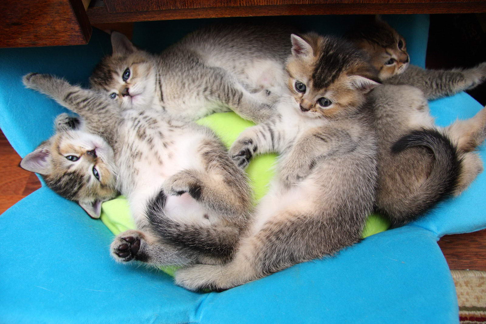 Чем кормить 5 котят. Кошка с котятами. Кошка вскармливает котят. Фото кошек и котят. Кошка с новорожденными котятами.