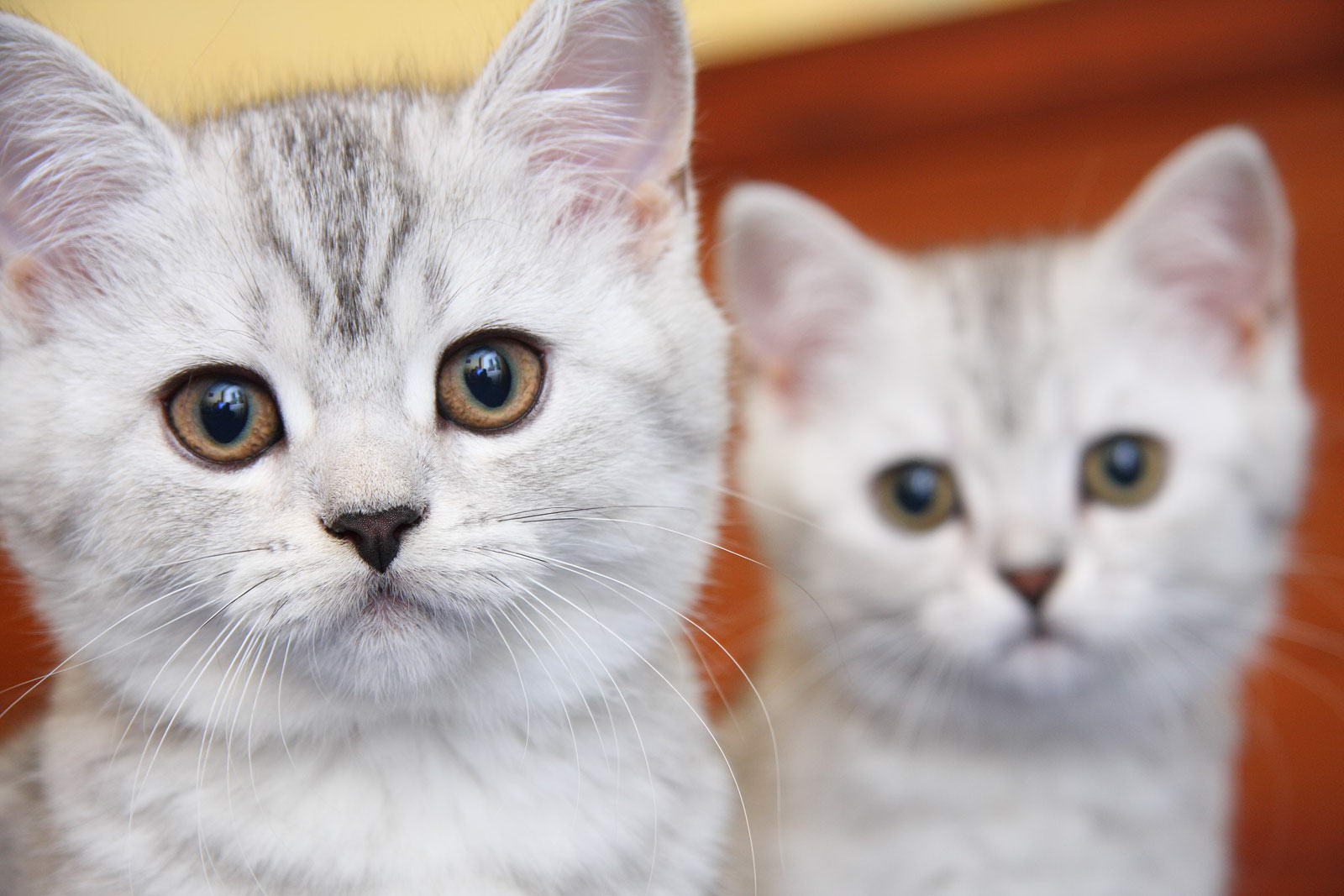 Имена котят котиков и кошечек