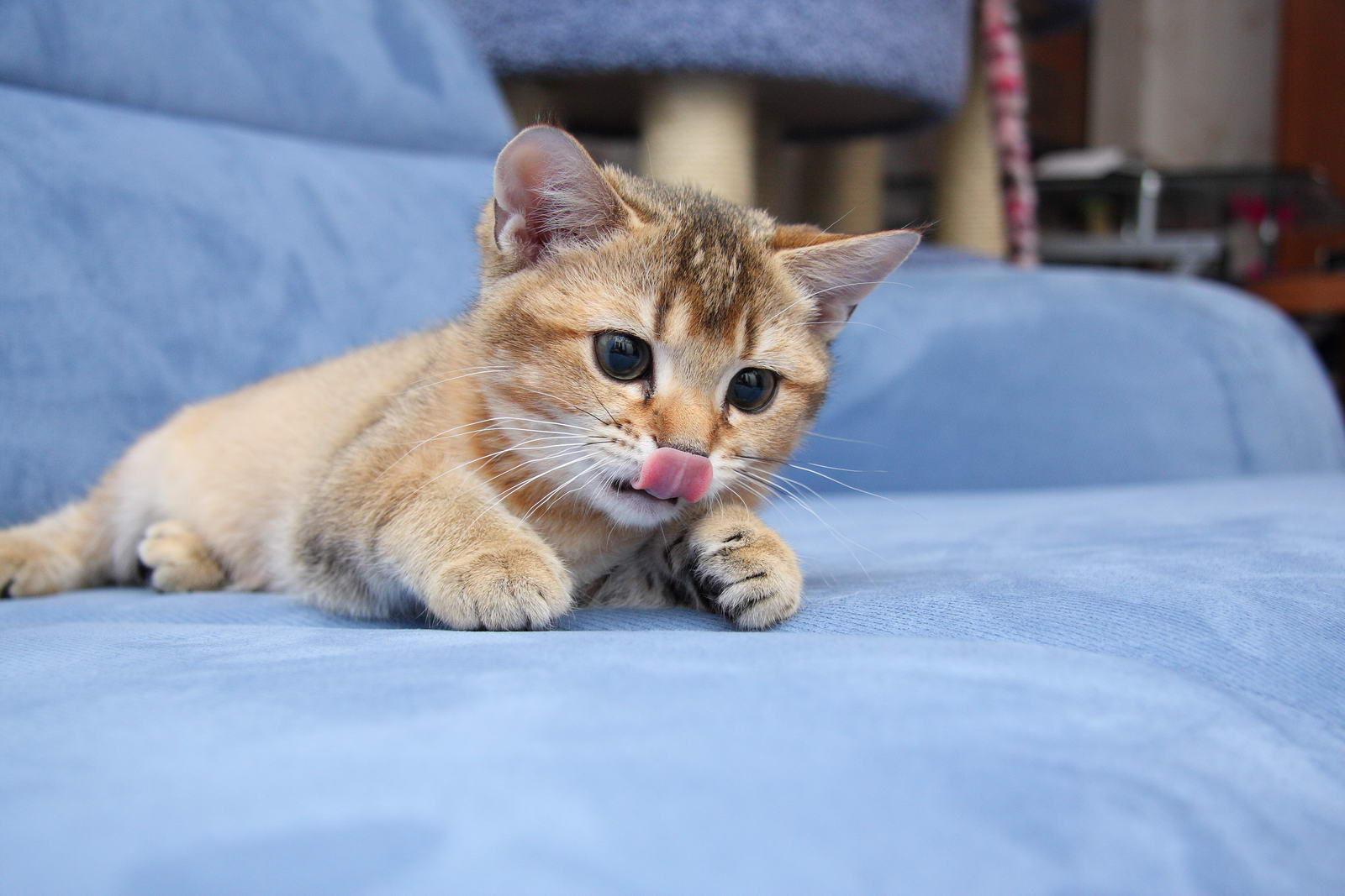 Мимишные картинки. Включи песню маленькие котики котики котики. Маленький милый котенок. Маленький котенок мими. Котенок.