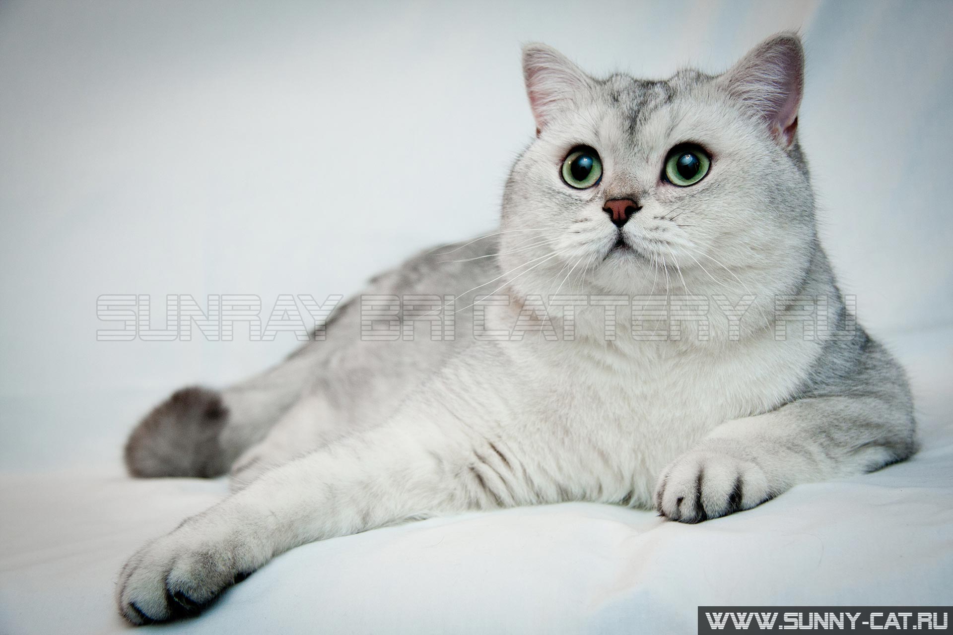 Окрас шиншиллы британской кошки – золотая и серебристая шиншилла - Sunny Cat