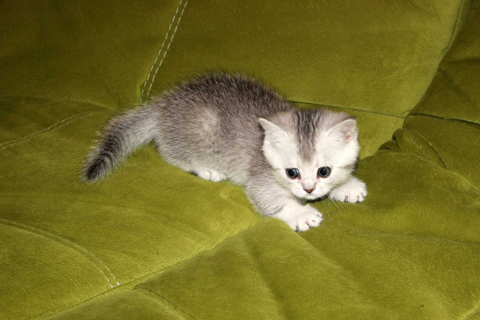 Купить Котенка Одинцовский Р Н