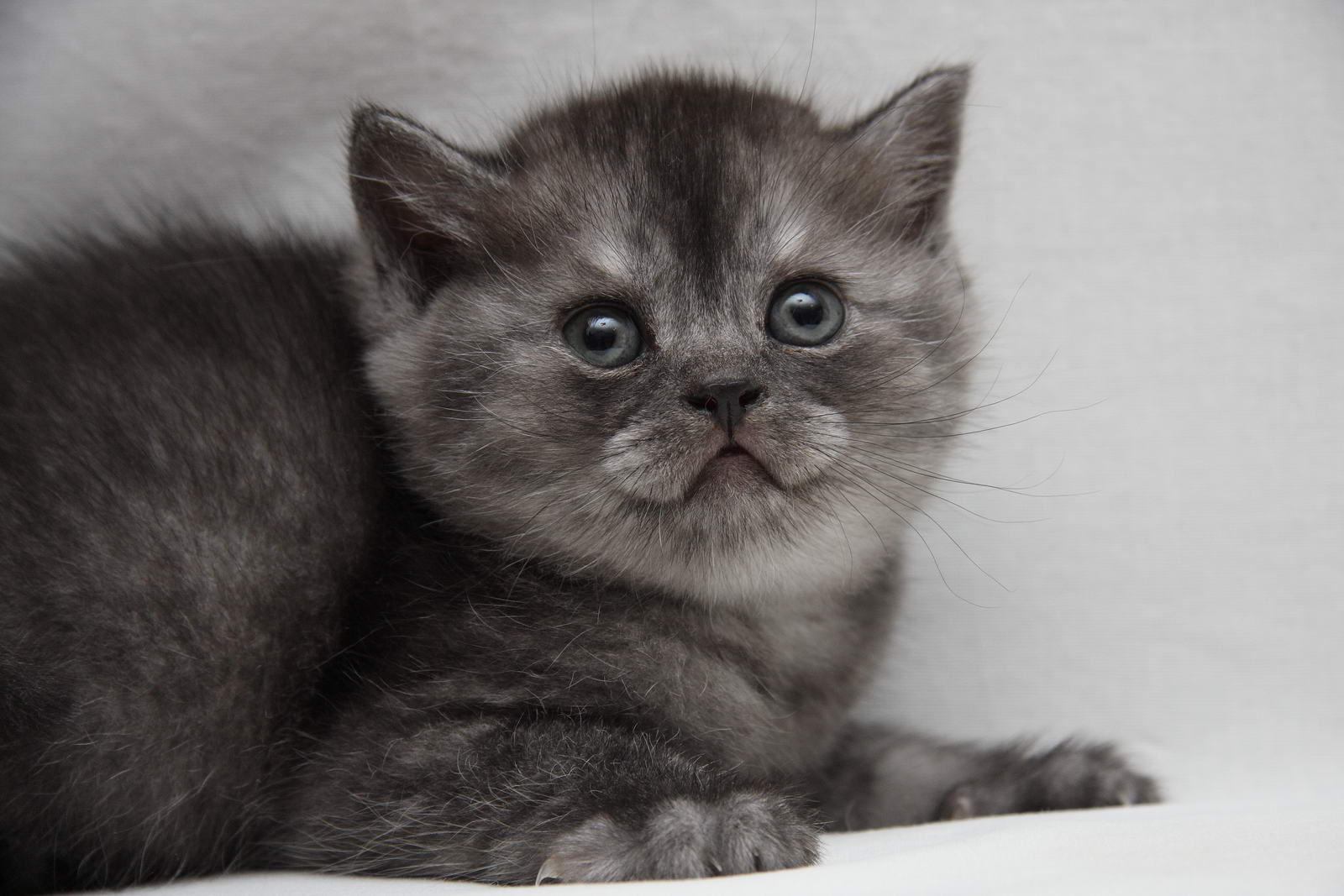 Kitten boy british shorthair black smoke Silver Deep. Photo of cats