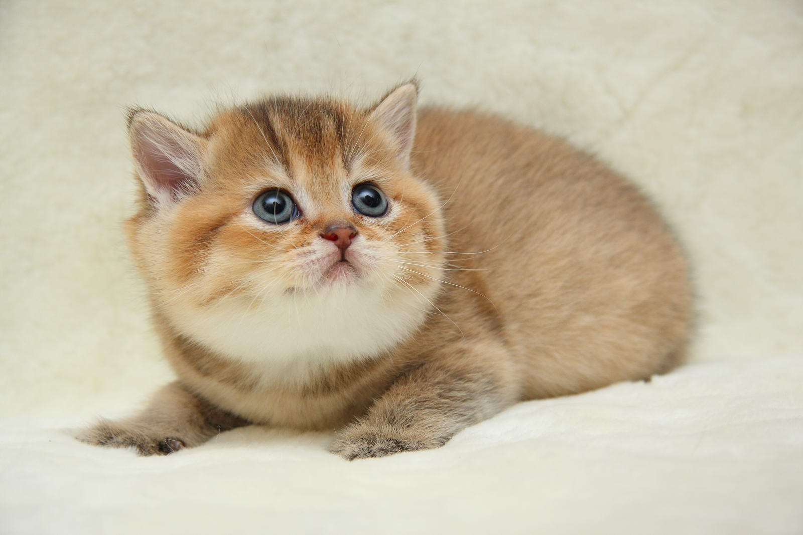 Котенок британец рыжий