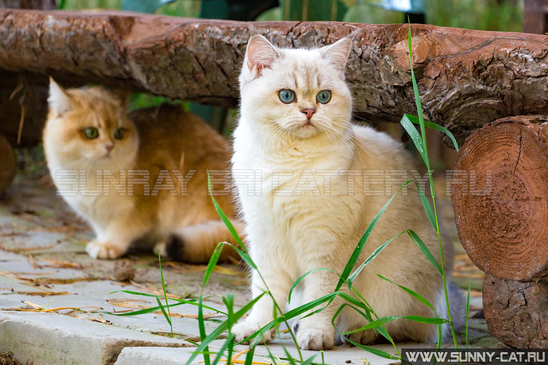 Две британские кошки сидят в саду на заднем дворе под лавочкой из бревна, белая кошка с синими глазами на переднем плане среди травы и золотой кот на заднем плане