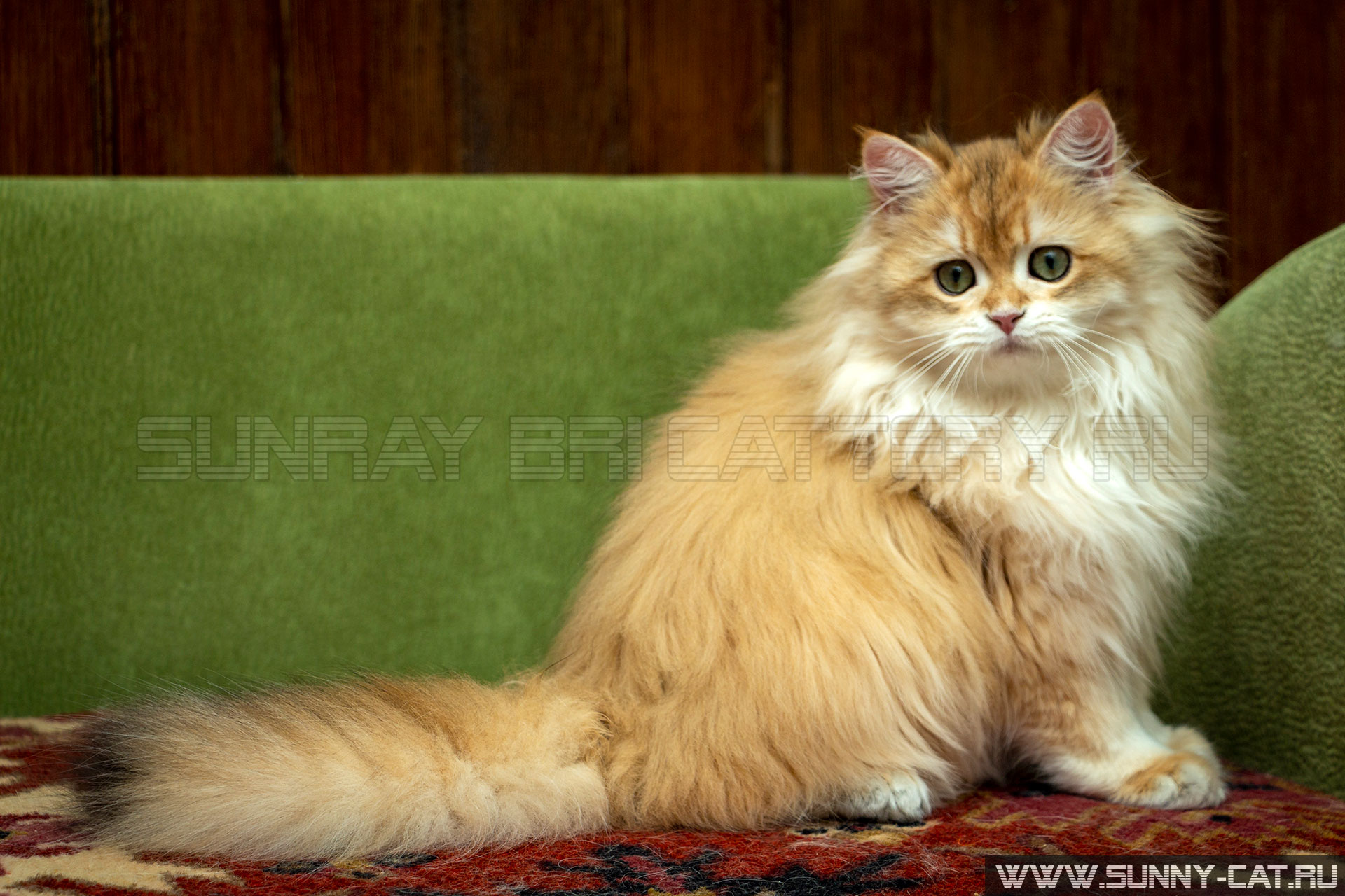 Британские кошки. Питомник SunRay в Москве. Продажа британских котят.