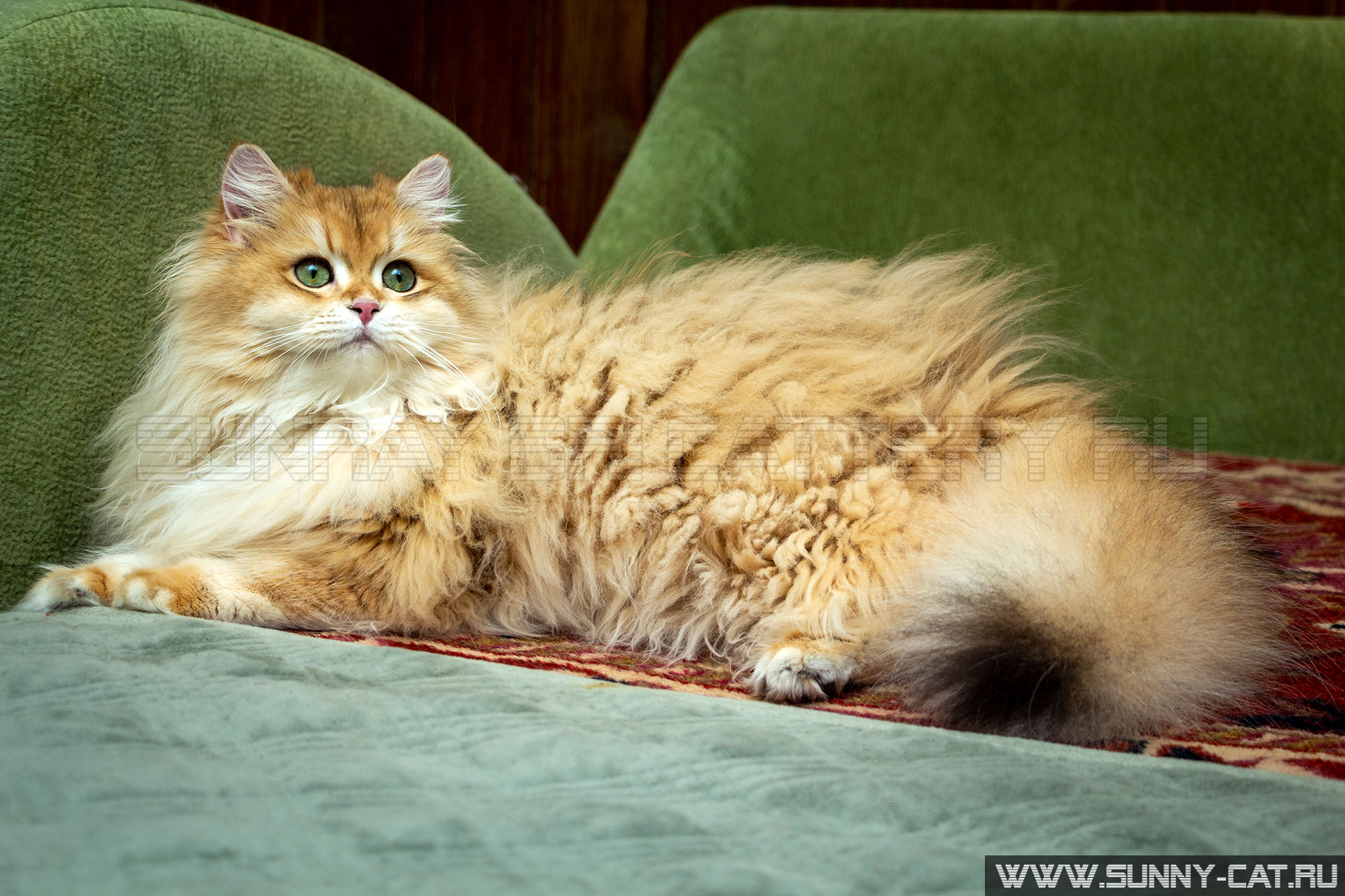 Кошка британская короткошерстная Beatris SunRay, окрас черный ...