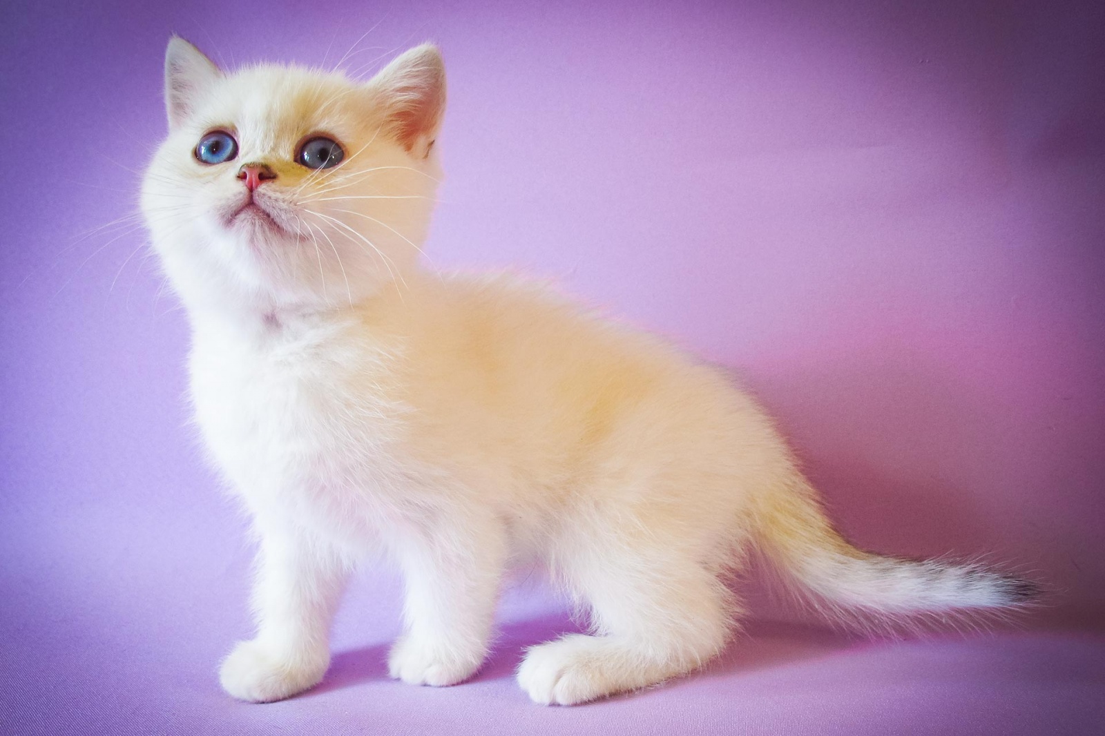 Кошки купить в московском. Британский короткошерстный кот бело рыжий. Umka az-404 цвет кошки.