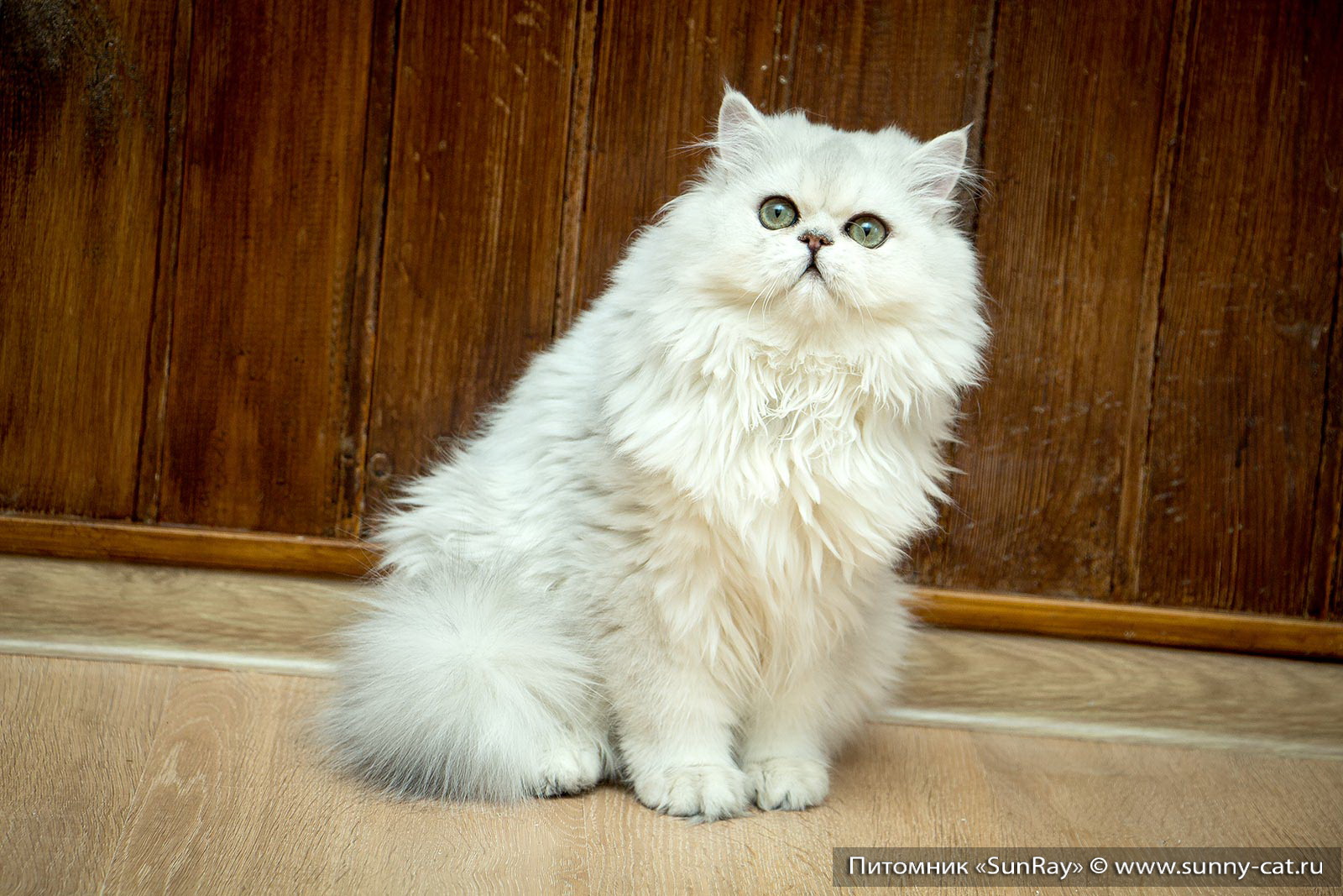 Какие кошки длинношерстные. Хайлендер британский длинношерстный. Британская длинношёрстная кошка. Британский хайлендер кошка. Британская длинношерстная кошка хайлендер.