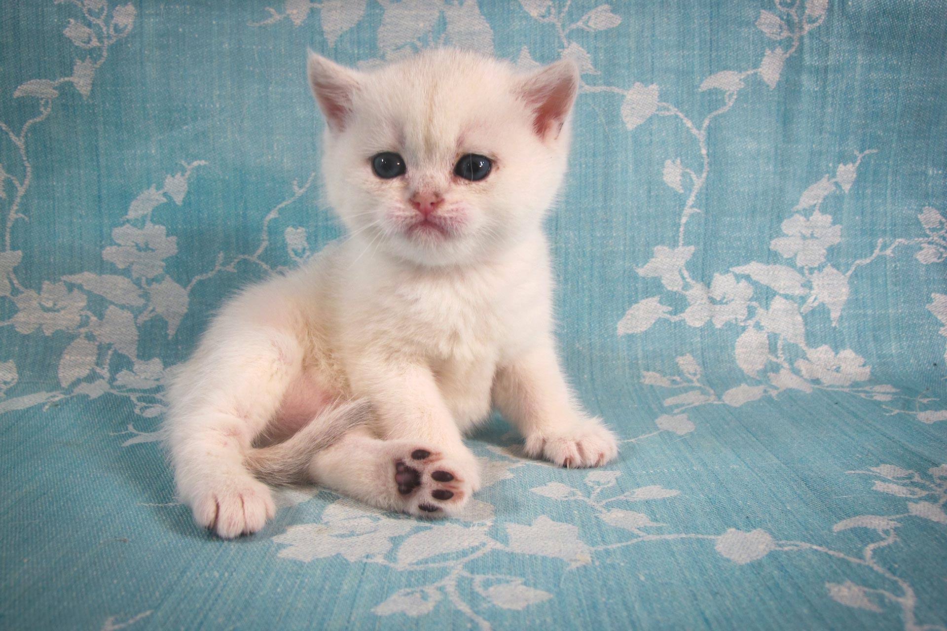Котята британцы фото 1 месяц