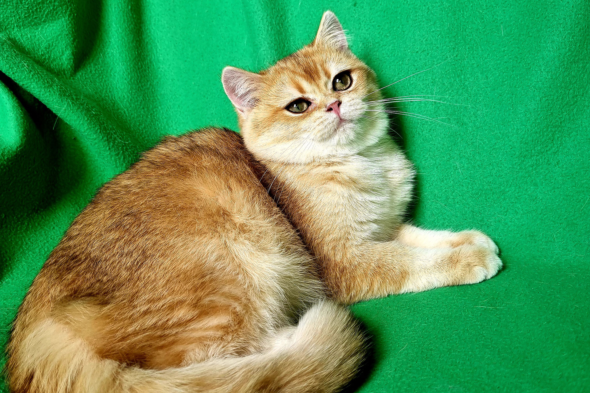 Кошка Xanita SunRay
