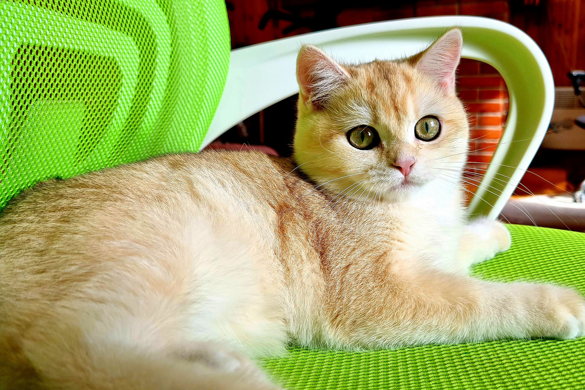 Кошка Xara SunRay