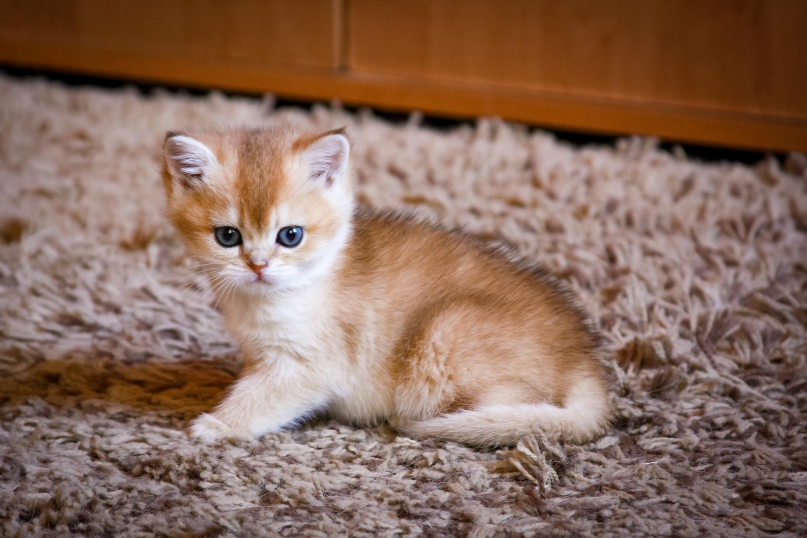 Котики 1 месяц. Британская Золотая шиншилла ny11. Котенок. 1 Котенок. Котенок 1 месяц.