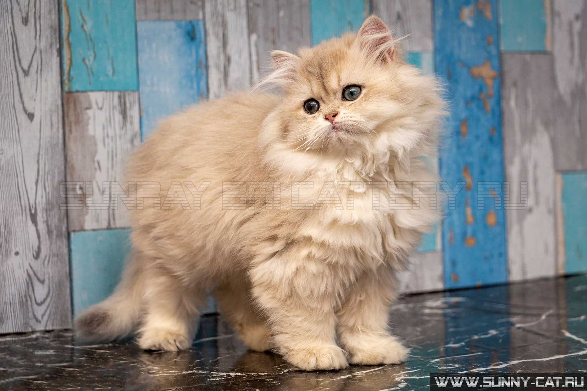 Кошка Zabava Glory SunRay
