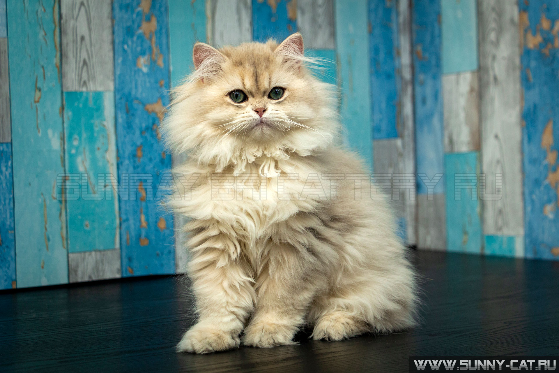 Кот Zorro Blue Blick SunRay