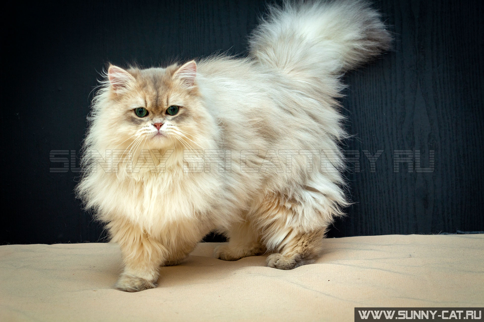 Кот Zorro Blue Blick SunRay