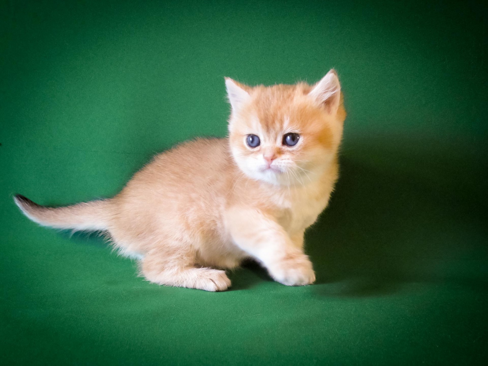 Котенок британец рыжий