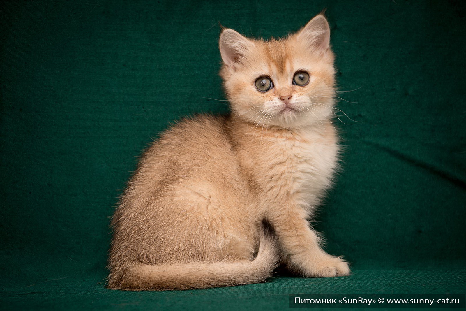 British Shorthair Kitten Zoly Bell Sunray 1069 Sunray