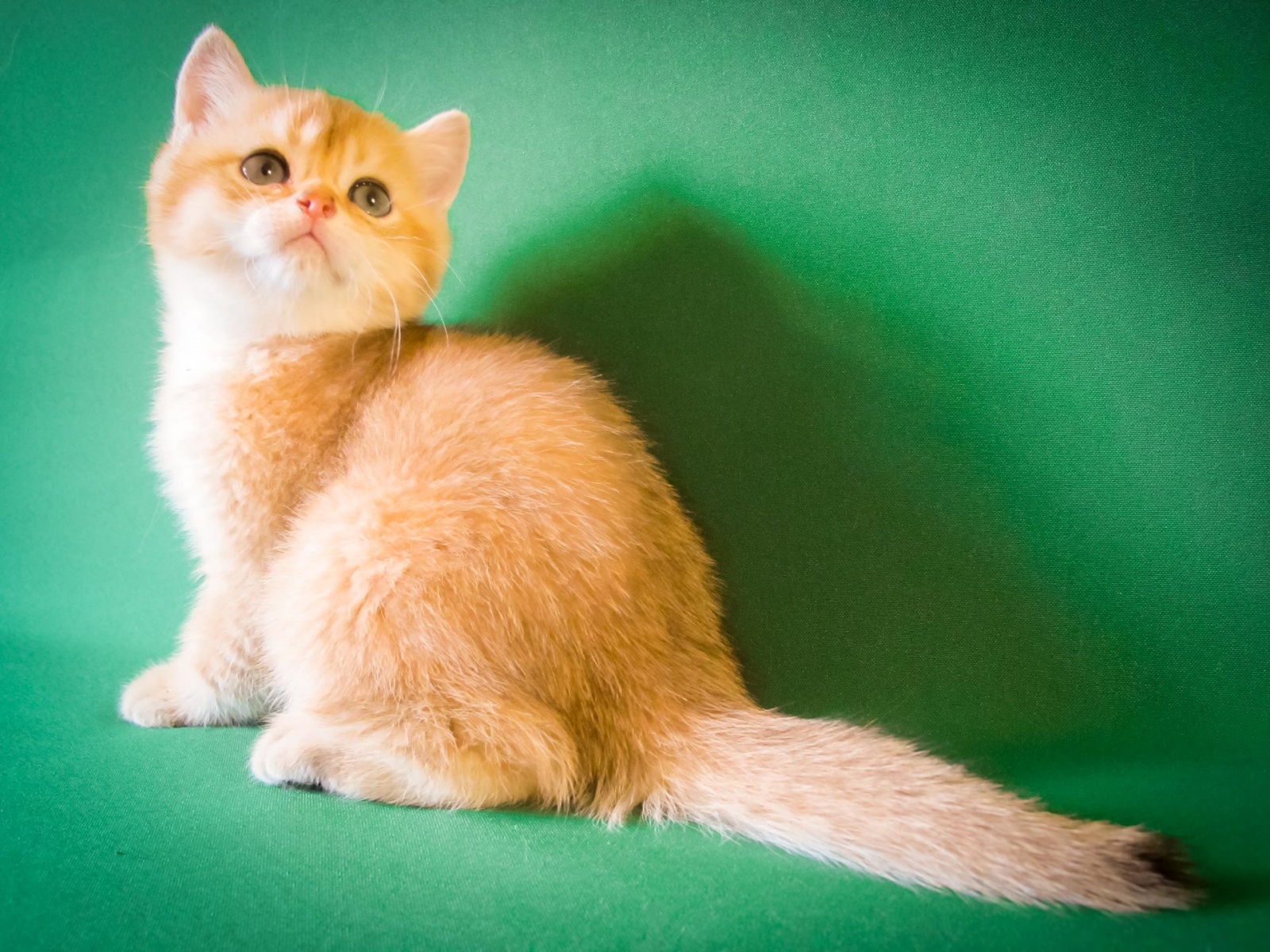 Окрасы Британских Кошек С Фото