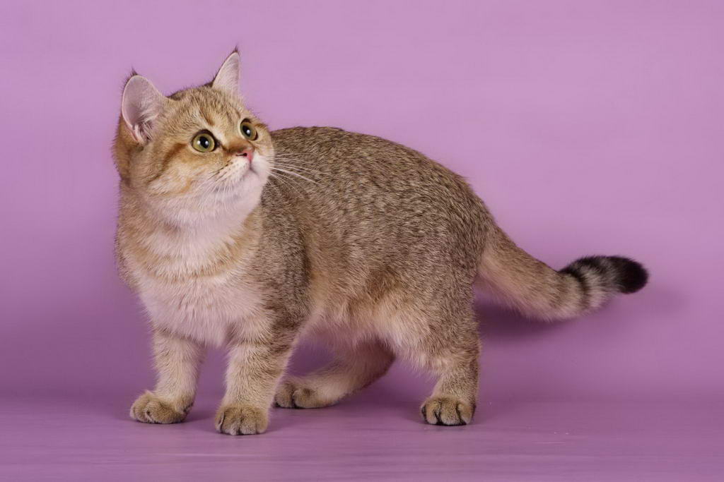 Кошки Породы Шиншилла Фото