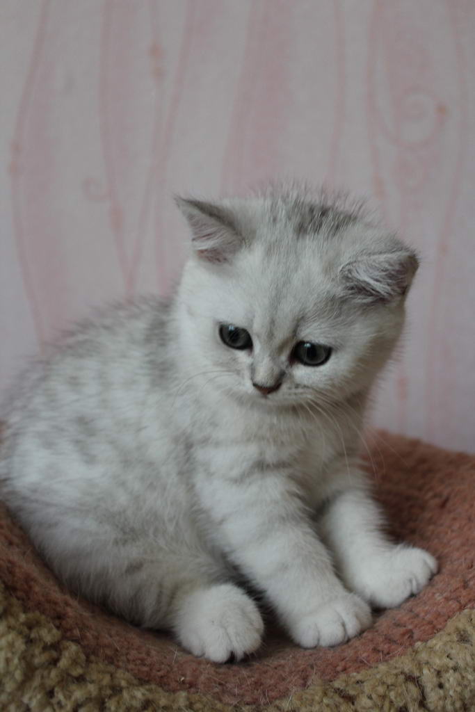 Котята Британцы Шиншиллы Фото