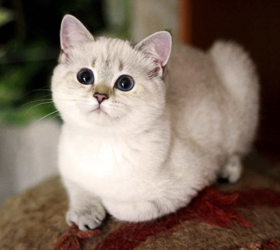 Котята Шиншиллы Купить В Спб Недорого