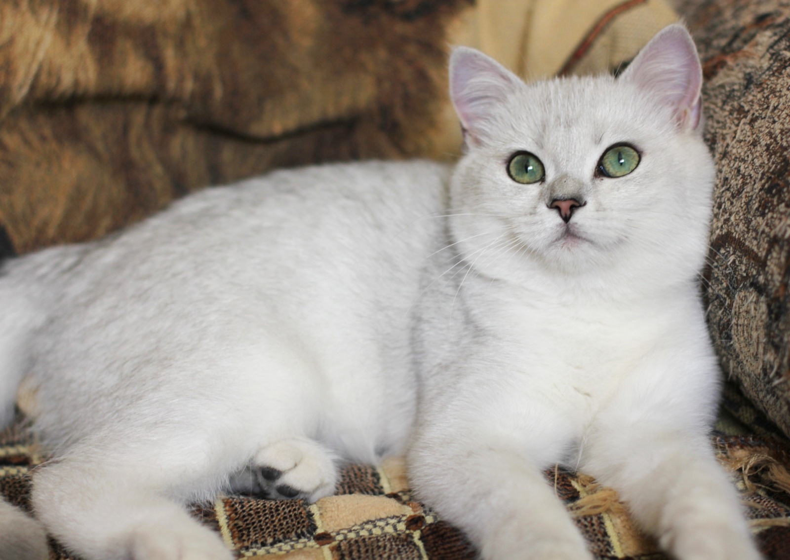 Серебряная шиншилла кошка