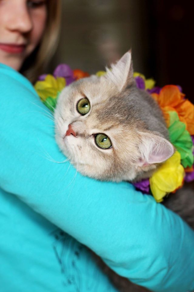 UA* Leonten Feodora (Feodora) - british shorthair #751_en