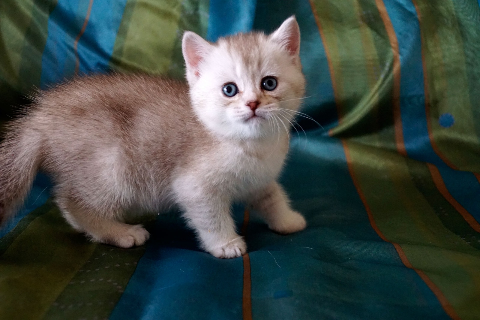 Котята Без Документов Купить