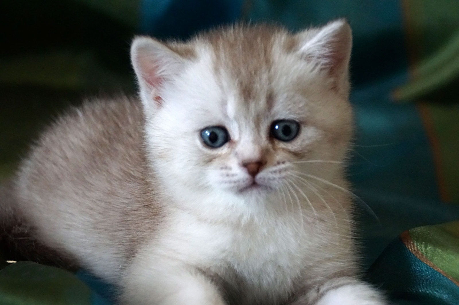 Британский короткошерстный котенок Kastor BriNalit #795 - SunRay