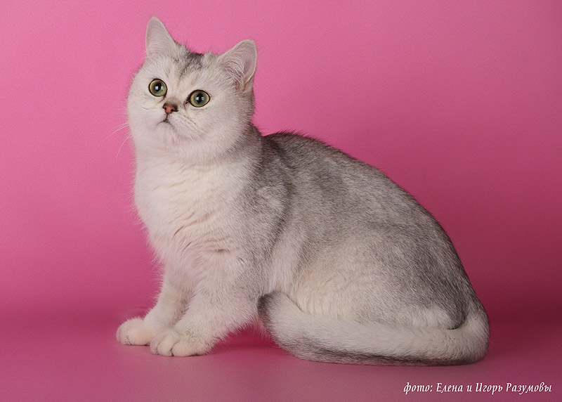 Female cat BRI ns 25 Ch Dolce Vita Albertina Jewel Star d’Nifrilar.