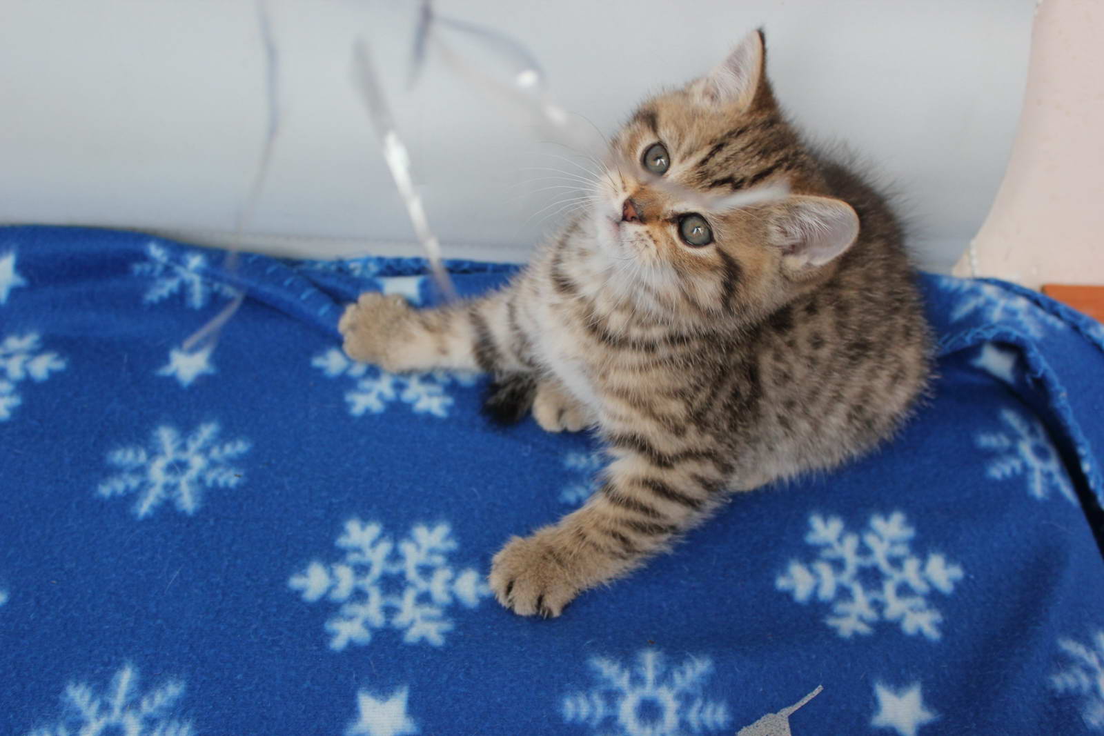 Котенок мальчик британский короткошерстный (британец) черный пятнистый ...