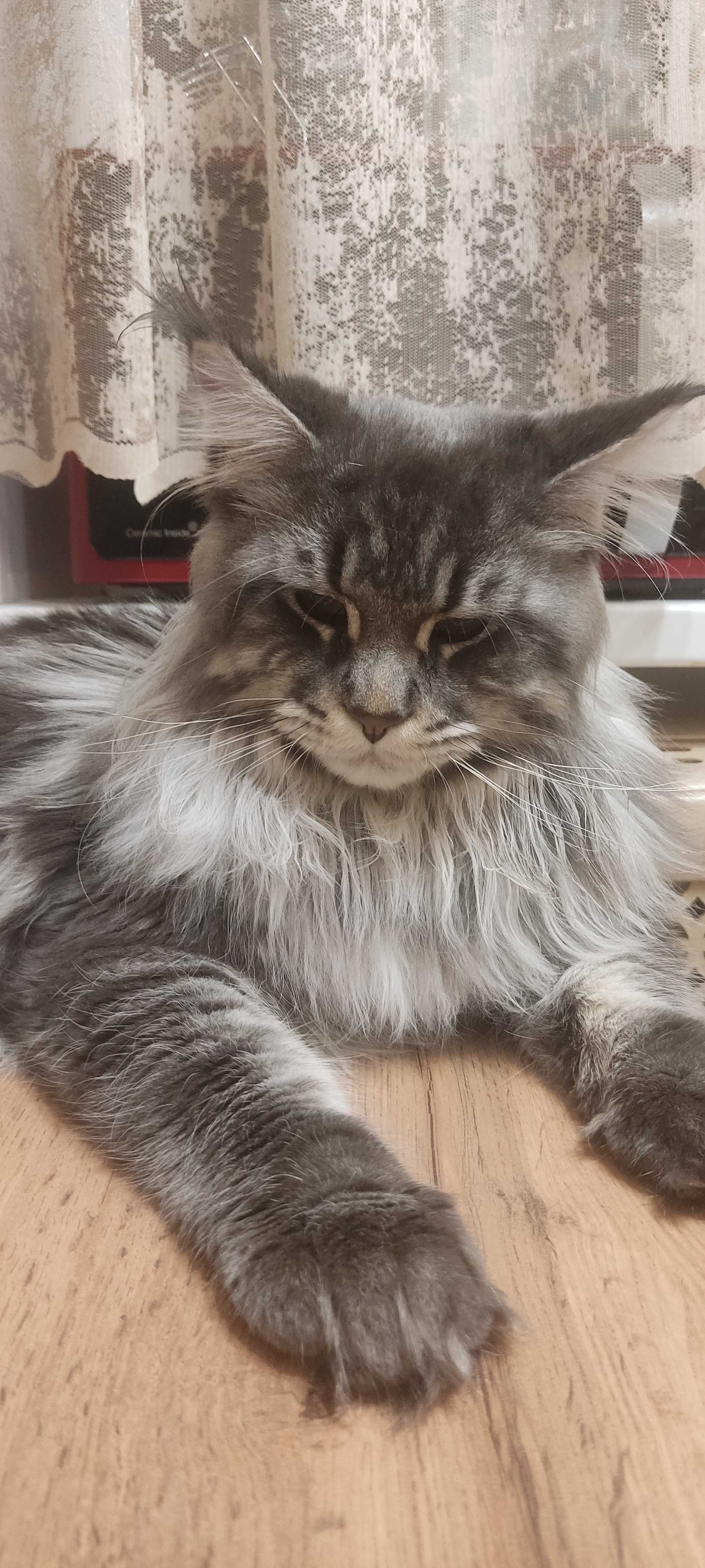 Catalog of cat breeds according to FIFe, TICA and WCF classifications