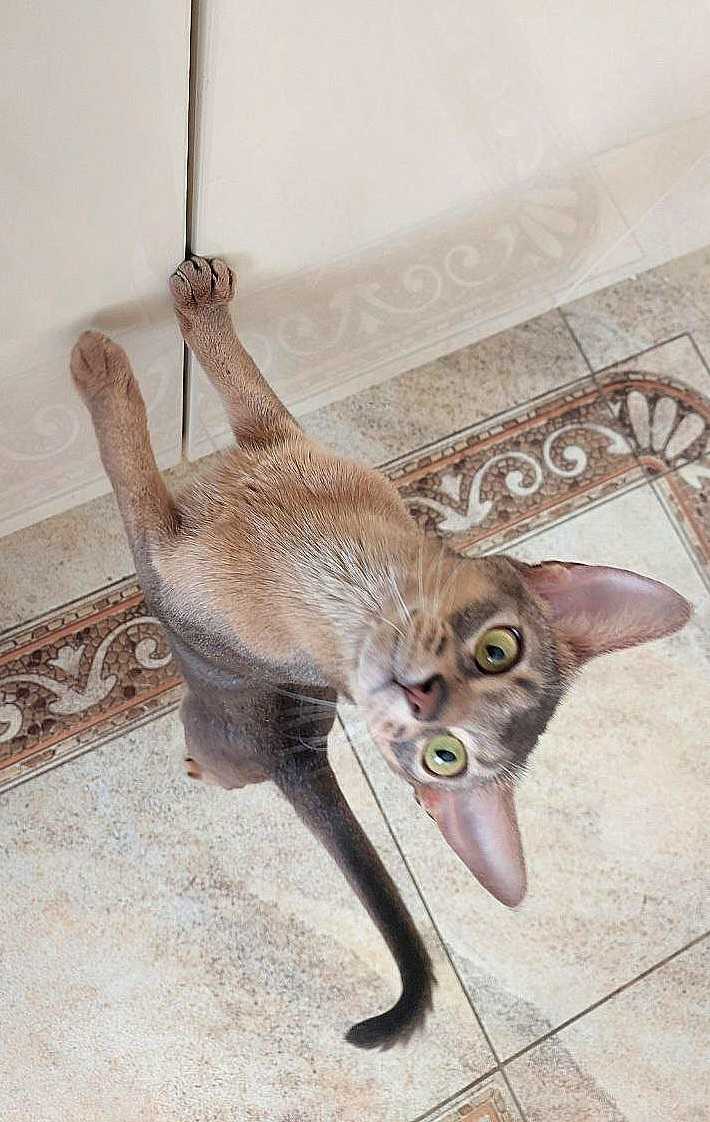 unoa 【Victorian cats Blue green】 Breeders-Detail Page - www.breedlist.com