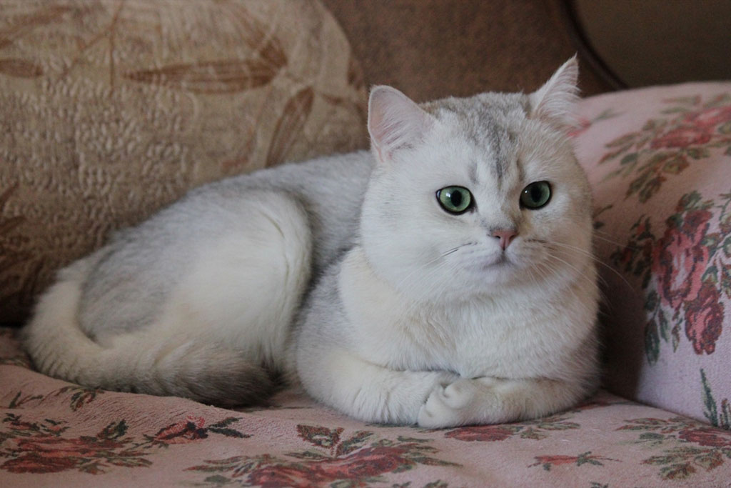 Шотландская кошка шиншилла