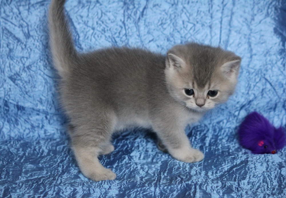 Купить котенка в великом. Британская голубая шиншилла котята. Голубой тикированный британский короткошерстный. Голубая тикированная шиншилла. Голубая тикированная Британская шиншилла.