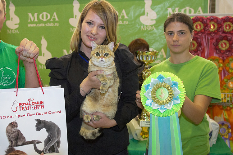 Выставка кошек челны. Выставка кошек виды. Выставка кошек в Москве. Выставка кошек в Орле. Выставка кошек фотографии.