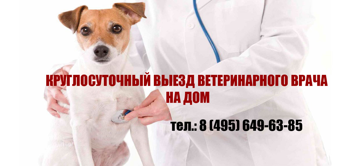 Ветеринар Москва Круглосуточно Недорого На Дом